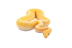 Python regius, banana pinstripe
